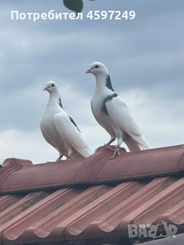 Подарвя, снимка 1