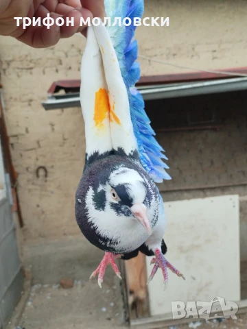 Гълъби пазарджишки високолетачи, Ловени чужди, снимка 14 - Гълъби - 47554142