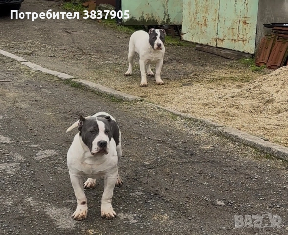 Американско були ХЛ, снимка 4 - Американски стафордширски териер - 53472935