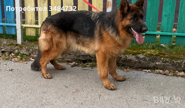 Немска овчарка 