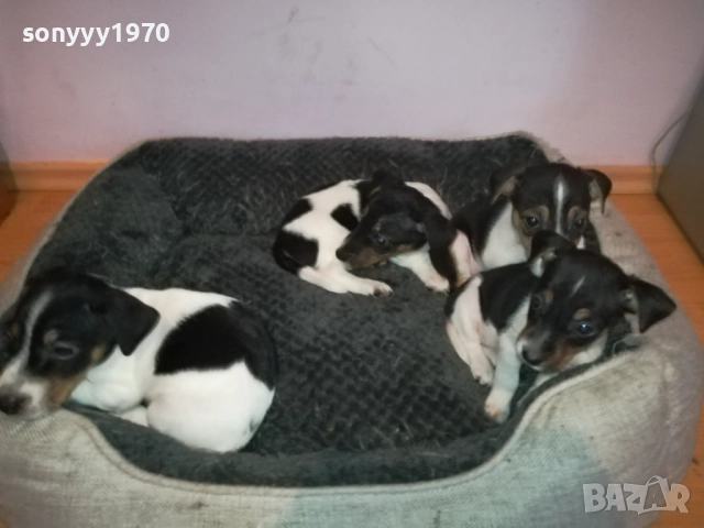 джак ръсел женски кутрета с паспорт и ваксина 1910251308, снимка 2 - Джак ръсел териер - 52105790