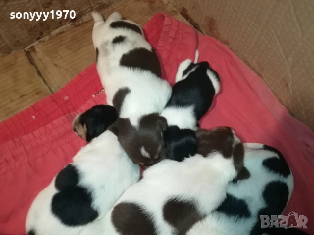 ПРОДАВАМЕ КУТРЕТА-ДЖАК РЪСЕЛ 250ЛВ ЗА 1БР 0209251838, снимка 12 - Джак ръсел териер - 51583363