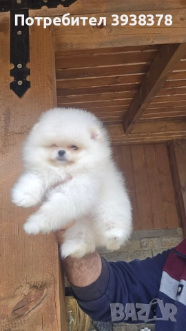 Мини померан, снимка 1