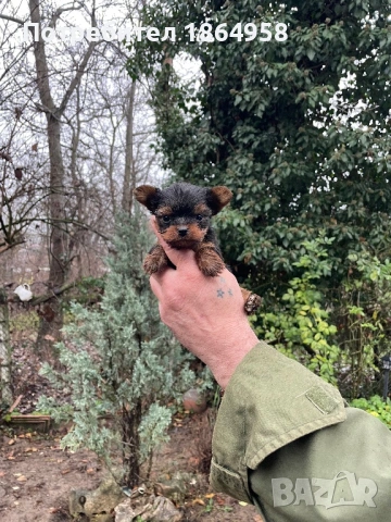 СУПЕР МИНИ ЙОРКИ Доставка, снимка 2 - Йоркширски териер - 53642301