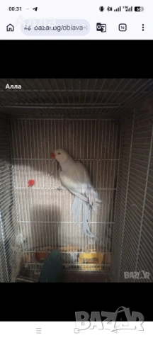 Малък Александр , снимка 2 - Папагали - 53819216
