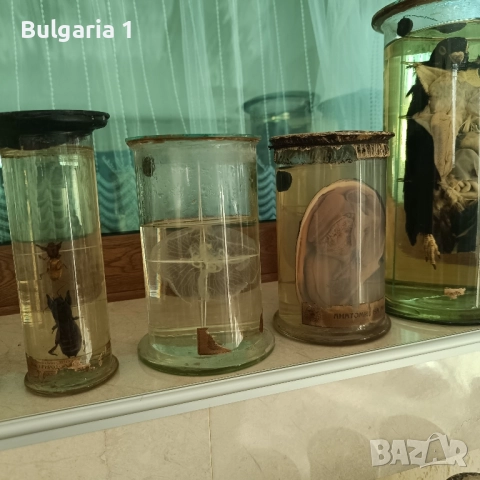 Консервирани Препарирани влечуги животни и морски обитатели в стъкленица, снимка 9 - Други - 52479835
