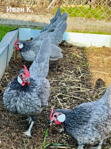 Продавам син Розкомби. , снимка 9 - Кокошки и пуйки - 53252380