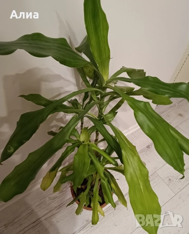 Драцена маргината и Драцена фрагранс, снимка 13 - Стайни растения - 42065724