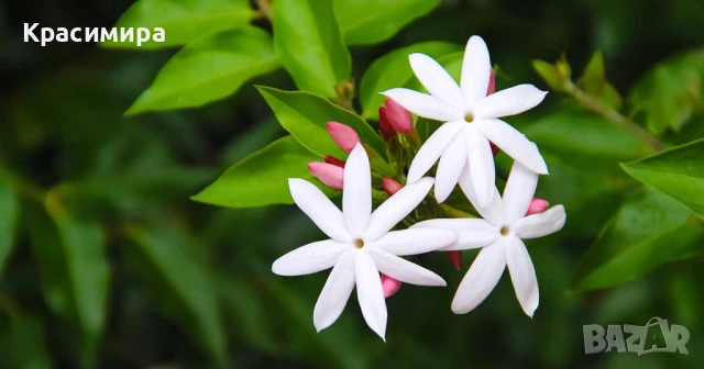 Аромати за сапуни 10-100 мл, снимка 2 - Декорация за дома - 54034963