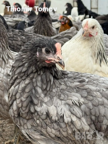 продавам ярки на 5месеца , снимка 6 - Кокошки и пуйки - 53909369
