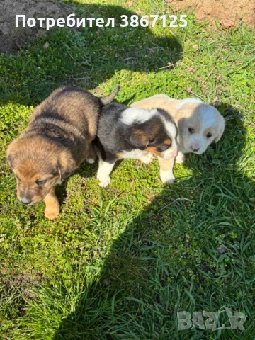 Кученца, снимка 11 - Други - 54099667