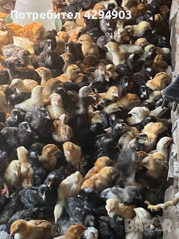 Домашни пилета супер харко, снимка 3 - Кокошки и пуйки - 53985951