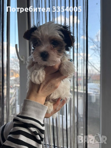 Бивър йорки мъжко и женско , снимка 4 - Йоркширски териер - 53974854