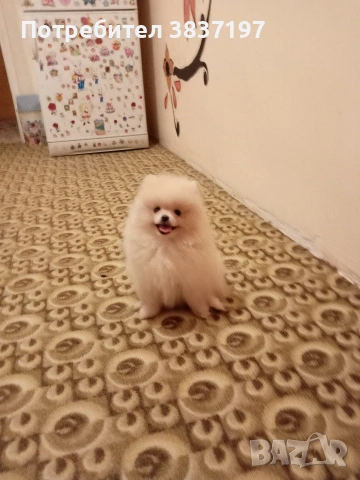 3 ваксини+ бяс чип и паспорт , снимка 5 - Померан - 53470509