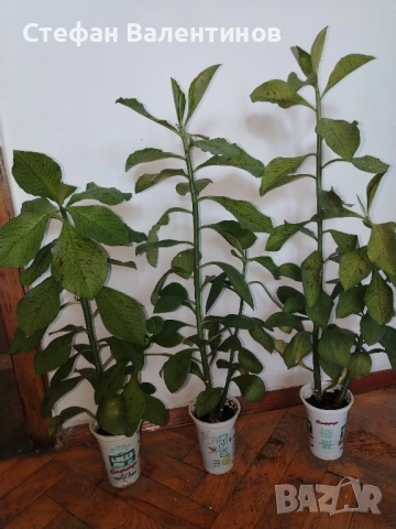 Euphorbia Synadenium grantii (каучуково дърво) , снимка 4 - Градински цветя и растения - 51625139