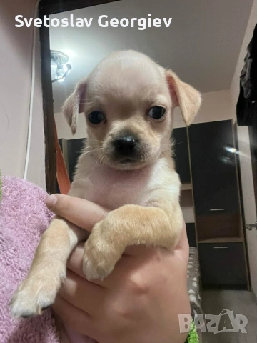 чихуахуа, снимка 3 - Чихуахуа - 53418492