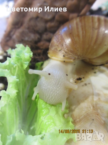 Гигантски африкански охлюви