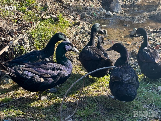 Патици Каюги , снимка 5 - Патици и гъски - 53903453