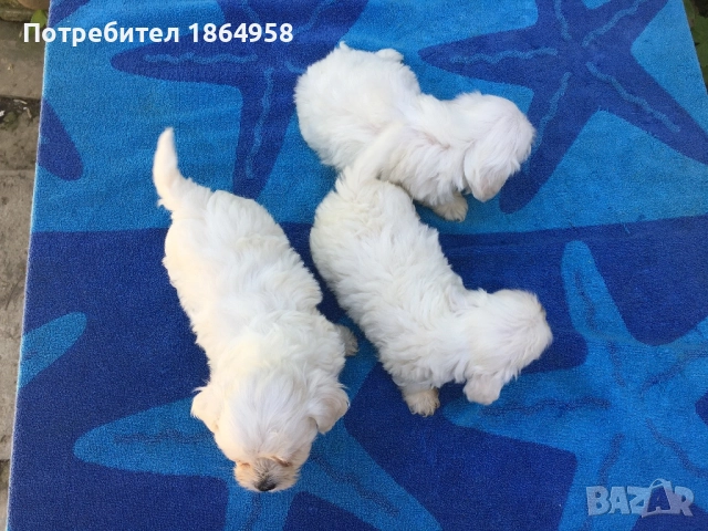 СУПЕР МИНИ МАЛТИЙСКА БОЛОНКА Доставка, снимка 7 - Болонка - 52091591