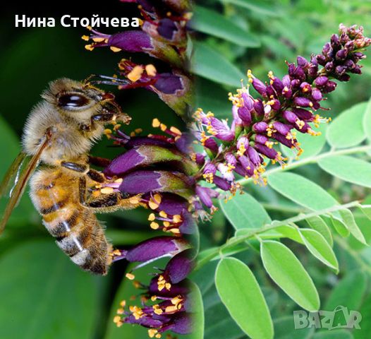 Пчелен мед от черна акация Аморфа" 15лв/кг, снимка 1 - Пчелни продукти - 41687811