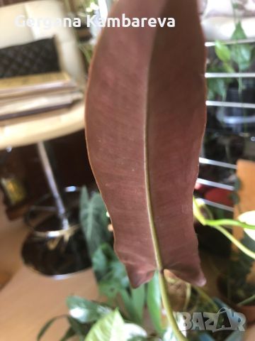 Philodendron Atabapoense , снимка 1 - Стайни растения - 45094552