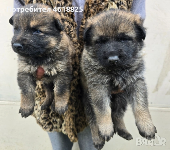 Сиви немски овчарки , снимка 9 - Немска овчарка - 53635810