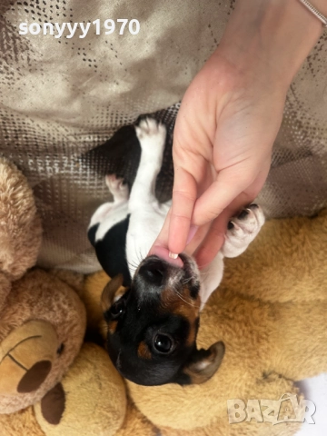 ДЖАК РЪСЕЛ ТЕРИЕР-ЖЕНСКО 1БР 0111251804, снимка 7 - Джак ръсел териер - 52257338