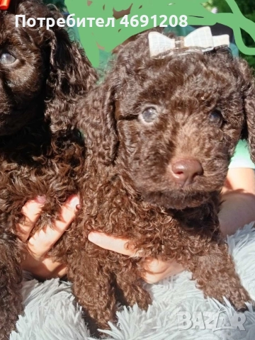Пудел мини шоколад, снимка 7 - Пудели - 52889210