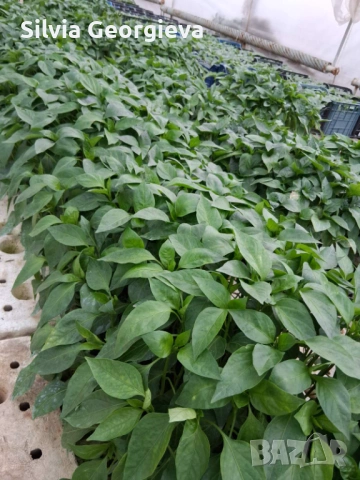 Разсад пепер