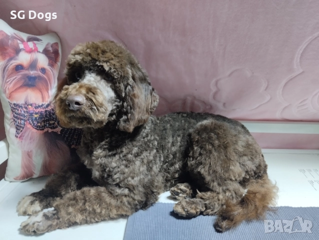 Пудел , снимка 2 - Пудели - 52496562