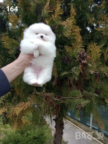 Женски бял Померан. Реални снимки от 28.02.26 г. , снимка 4 - Померан - 53626869