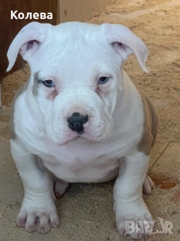 ТОП Американско були ХЛ / American bully XL