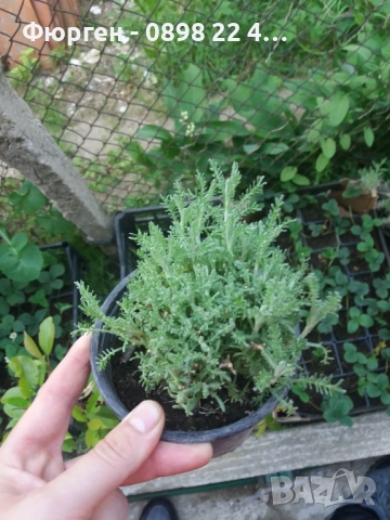 Сантолина Сребриста  , снимка 5 - Разсади - 40690515