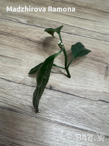 Hoya praetorii , снимка 2 - Стайни растения - 52647265