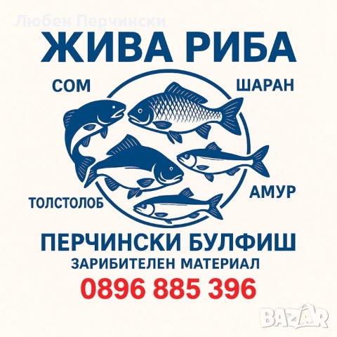 Продавам ЖИВА РИБА на разнос за Първомайци, Горна Оряховица, Лясковец и Велико Търново 