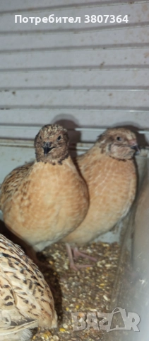 Продавам мъжки Манджурски и Тексаски Бройлерен пътпъдъци 3 лева за брой , снимка 10 - Кокошки и пуйки - 51025907