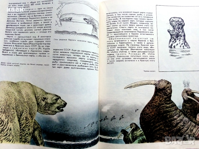 Они должны жить - Млекопитающие - М.В.Черкасова - 1982г., снимка 6 - Енциклопедии, справочници - 53111114