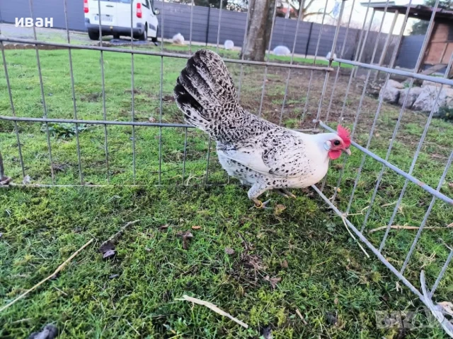 Свободни яйца от Сребърно Брезе Бантам -единствени в България вкарани в България лично от мен , снимка 2 - Кокошки и пуйки - 51155392