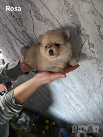 Продавам померани , снимка 7 - Померан - 52681968
