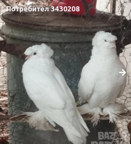 продавам гълъби, снимка 3 - Гълъби - 52494031