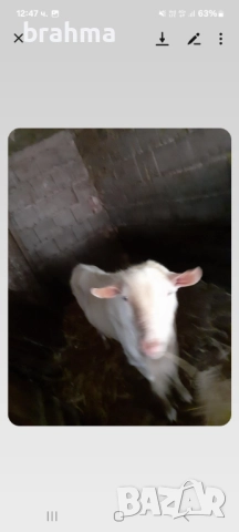 Продава се пръч, снимка 1