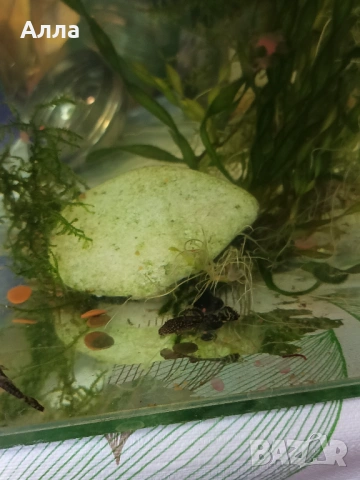 Малки анцитруси, объкновени