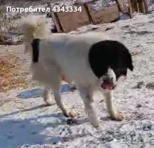 Българско овчарско куче, снимка 2 - Каракачанска овчарка - 53669702