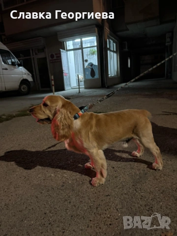 Английски Кокер шпаньол , снимка 16 - Търси партньор - 53963879