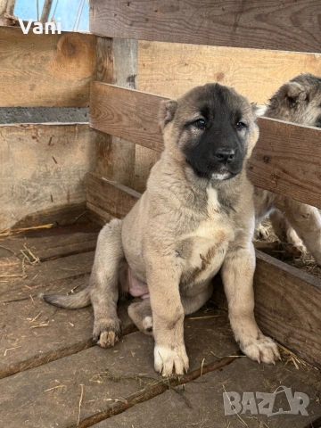Кангал /Кангалчета, малки , снимка 6 - Кангал - 53493206