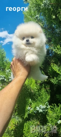 померан померанче, снимка 8 - Померан - 51192687