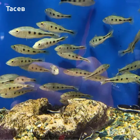 Цихла монокулус 6-7см, снимка 1