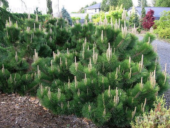  Pinus Mugo Mughus, Клек, снимка 4 - Градински цветя и растения - 40696492