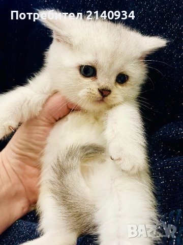 Британско късокосместо котенце – мъжко, сребърна чинчила (чистокръвно) , снимка 6 - Британска късокосместа - 52902824