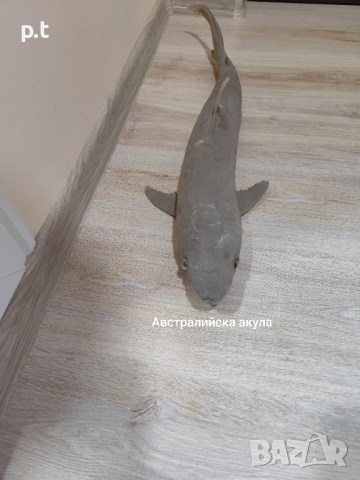 Препарирани акули, снимка 6 - Колекции - 51553146